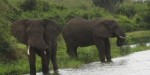 Bunyonyi Safari 3